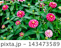 秋のガーデンで綺麗に咲く百日草の花 143473589