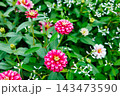 秋のガーデンで綺麗に咲く百日草の花 143473590