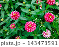 秋のガーデンで綺麗に咲く百日草の花 143473591