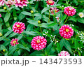秋のガーデンで綺麗に咲く百日草の花 143473593