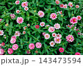 秋のガーデンで綺麗に咲く百日草の花 143473594