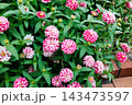 秋のガーデンで綺麗に咲く百日草の花 143473597