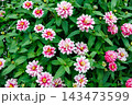 秋のガーデンで綺麗に咲く百日草の花 143473599