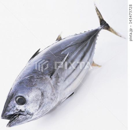 カツオ カツオ 143473728