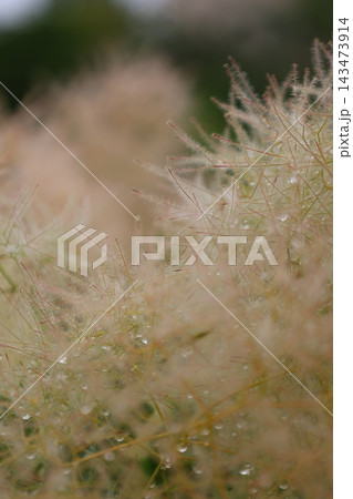 癒しの植物図鑑 143473914