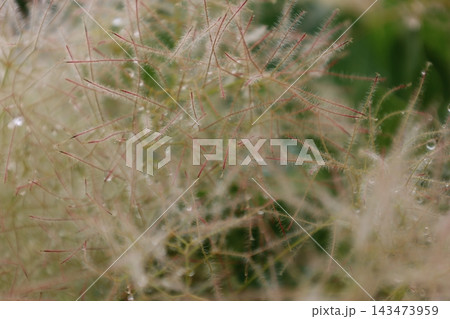 癒しの植物図鑑 143473959