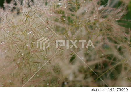 癒しの植物図鑑 143473960