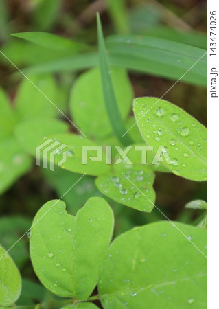 癒しの植物図鑑 143474026