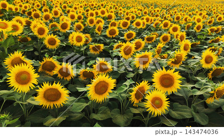 Sunflowers turning towards the sun in a vast agricultural field, a vibrant yellow summer crop growing under daylight 143474036