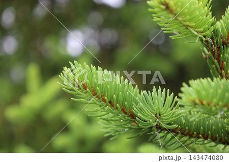 癒しの植物図鑑 143474080