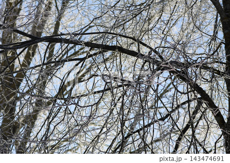 Rime-covered branches form an intricate natural pattern against the blue sky. The frosted vegetation creates a serene subject for winter and nature imagery. 143474691