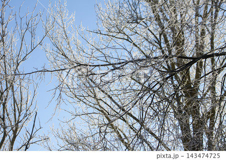 Delicate rime formation covers the branches and fine twigs of a deciduous tree. The bright winter sky creates a clean and refreshing seasonal composition. Delicate rime formation covers the branches and fine twigs of a deciduous tree. The bright winter sky creates a clean and refreshing seasonal composition. 143474725