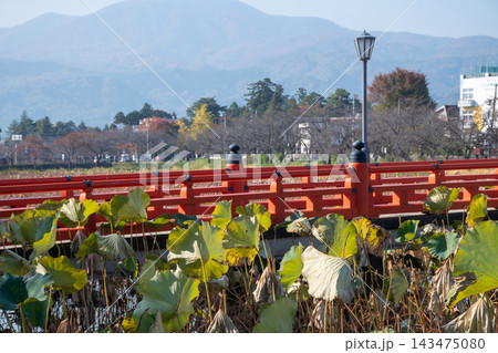 晩秋のハスの畑にかかる赤い橋と黄葉の山 晩秋のハスの畑にかかる赤い橋と黄葉の山 143475080