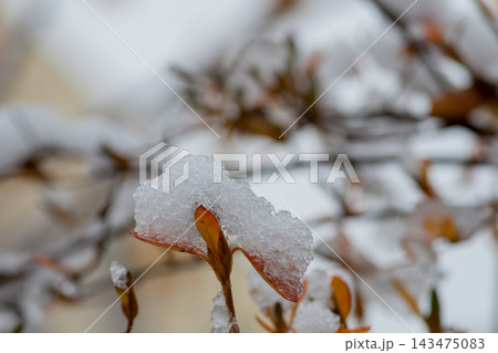 雪がのった黄葉の葉 143475083