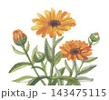 水彩で描いた金盞花　キンセンカ 143475115