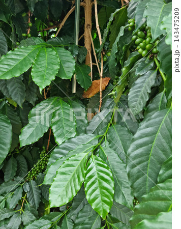 Close-up of coffee tree leaves. Close-up of coffee tree leaves. 143475209