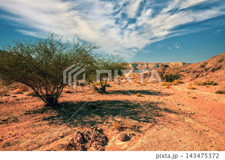 Dry river bed with trees. The road to the Red Canyon. Mountain landscape of the desert 143475372