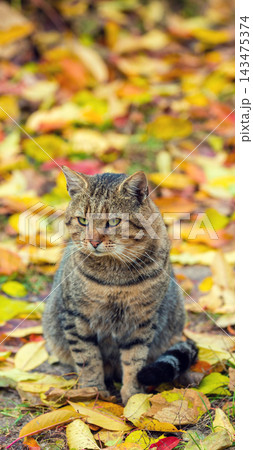 Cat sitting on the leaves in autumn Cat sitting on the leaves in autumn 143475374