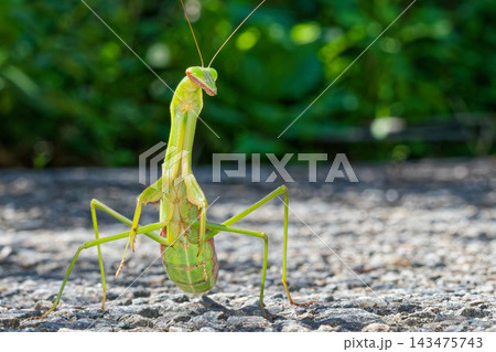 寄って来るオオカマキリ緑色型の成虫雌 寄って来るオオカマキリ緑色型の成虫雌 143475743