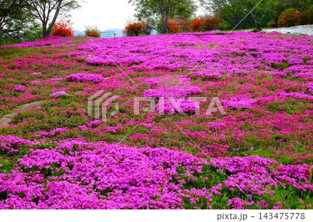 【神奈川県】満開の芝桜が美しい 【神奈川県】満開の芝桜が美しい 143475778