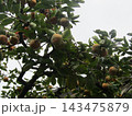 もう直ぐ収穫期になるカリンの実 もう直ぐ収穫期になるカリンの実 143475879
