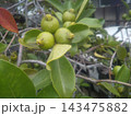 黄緑色にいなったグアバの実 黄緑色にいなったグアバの実 143475882