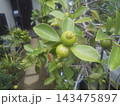 黄緑色にいなったグアバの実 黄緑色にいなったグアバの実 143475897