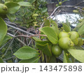黄緑色にいなったグアバの実 黄緑色にいなったグアバの実 143475898