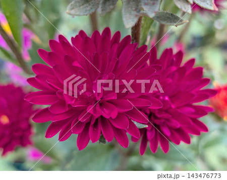 濃い赤紫色の花びらが幾重にも重なる秋菊 濃い赤紫色の花びらが幾重にも重なる秋菊 143476773