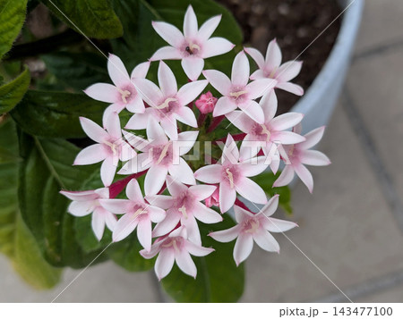 淡いピンク色の星形の花が集まって咲くペンタス 淡いピンク色の星形の花が集まって咲くペンタス 143477100