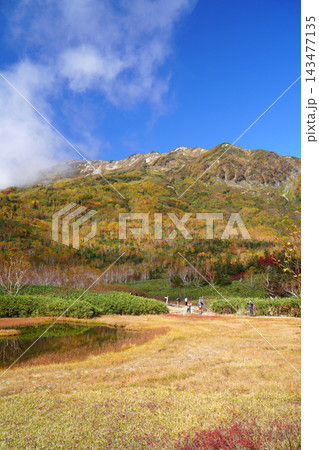 栂池自然園の紅葉 栂池自然園の紅葉 143477135