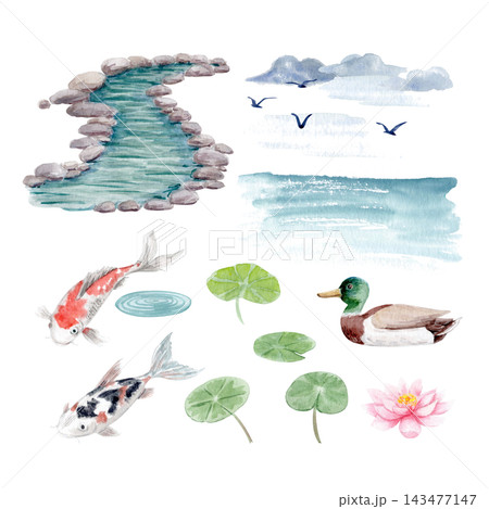 Watercolor pond elements set with koi fish, mallard duck, lotus flower, lily pads, water, rocks and birds. Hand painted illustrations ideal for garden designs, invitations, packaging and stationery Watercolor pond elements set with koi fish, mallard duck, lotus flower, lily pads, water, rocks and birds. Hand painted illustrations ideal for garden designs, invitations, packaging and stationery 143477147