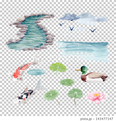 Watercolor pond elements set with koi fish, mallard duck, lotus flower, lily pads, water, rocks and birds. Hand painted illustrations ideal for garden designs, invitations, packaging and stationery Watercolor pond elements set with koi fish, mallard duck, lotus flower, lily pads, water, rocks and birds. Hand painted illustrations ideal for garden designs, invitations, packaging and stationery 143477147
