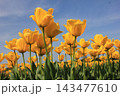 春の青空と満開の黄色いチューリップ　⚘⚘⚘⚘⚘ 143477610