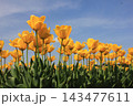春の青空と満開の黄色いチューリップ　⚘⚘⚘⚘⚘ 143477611