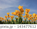 春の青空と満開の黄色いチューリップ　⚘⚘⚘⚘⚘ 143477612
