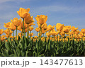 春の青空と満開の黄色いチューリップ　⚘⚘⚘⚘⚘ 143477613