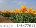 春の青空と満開の黄色いチューリップ　⚘⚘⚘⚘⚘ 143477614