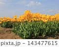 春の青空と満開の黄色いチューリップ　⚘⚘⚘⚘⚘ 143477615