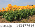 春の青空と満開の黄色いチューリップ　⚘⚘⚘⚘⚘ 143477616