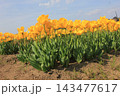 春の青空と満開の黄色いチューリップ　⚘⚘⚘⚘⚘ 143477617