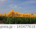 春の青空と満開の黄色いチューリップ　⚘⚘⚘⚘⚘ 143477618