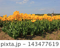 春の青空と満開の黄色いチューリップ　⚘⚘⚘⚘⚘ 143477619