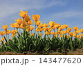 春の青空と満開の黄色いチューリップ　⚘⚘⚘⚘⚘ 143477620