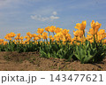 春の青空と満開の黄色いチューリップ　⚘⚘⚘⚘⚘ 143477621