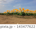 春の青空と満開の黄色いチューリップ　⚘⚘⚘⚘⚘ 143477622