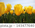 春の青空と満開の黄色いチューリップ　⚘⚘⚘⚘⚘ 143477640