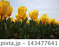 春の青空と満開の黄色いチューリップ　⚘⚘⚘⚘⚘ 143477641