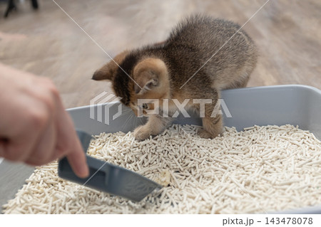 Curious kitten exploring a plastic litter box filled with pellets on a wooden floor Curious kitten exploring a plastic litter box filled with pellets on a wooden floor 143478078