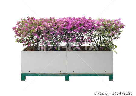 White and Purple Bougainvillea Flowers in A Flowerpot 143478189